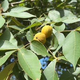 Photo of the plant species Pignut Hickory by @SvelteChia25 named Bieber on Greg, the plant care app