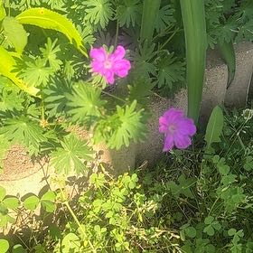 Photo of the plant species Bloody Geranium by @VipCrassula8 named Wall-E on Greg, the plant care app