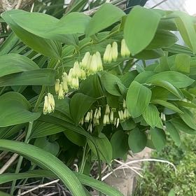 Photo of the plant species Common Solomon's Seal by @VipCrassula8 named Harry on Greg, the plant care app