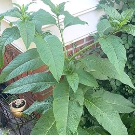 Photo of the plant species American Pokeweed by @VipCrassula8 named Fernie Mac on Greg, the plant care app