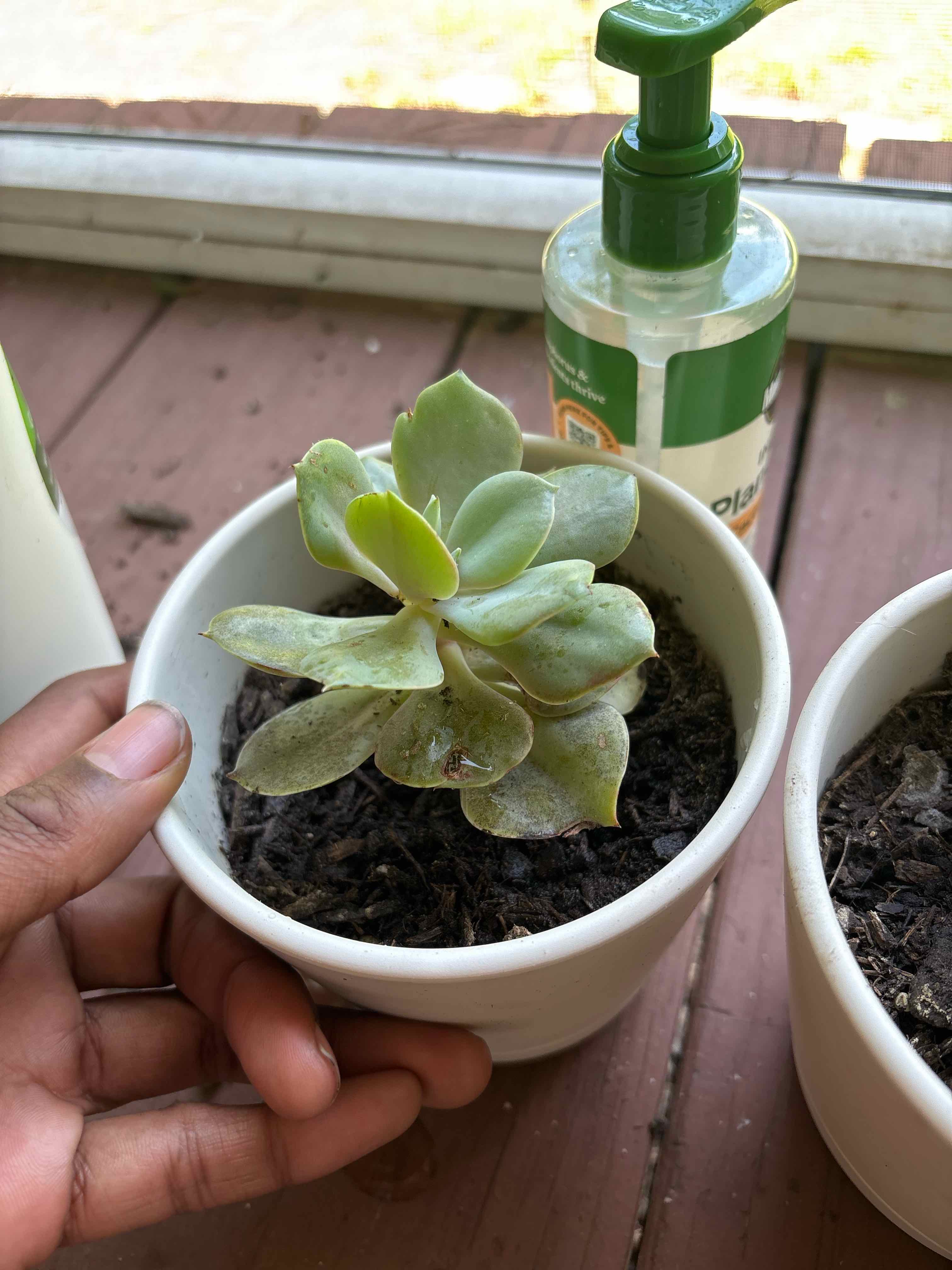 Photo of the plant species Echeveria 'Xanthe Rose' by @YardCamellia7 named Lila on Greg, the plant care app