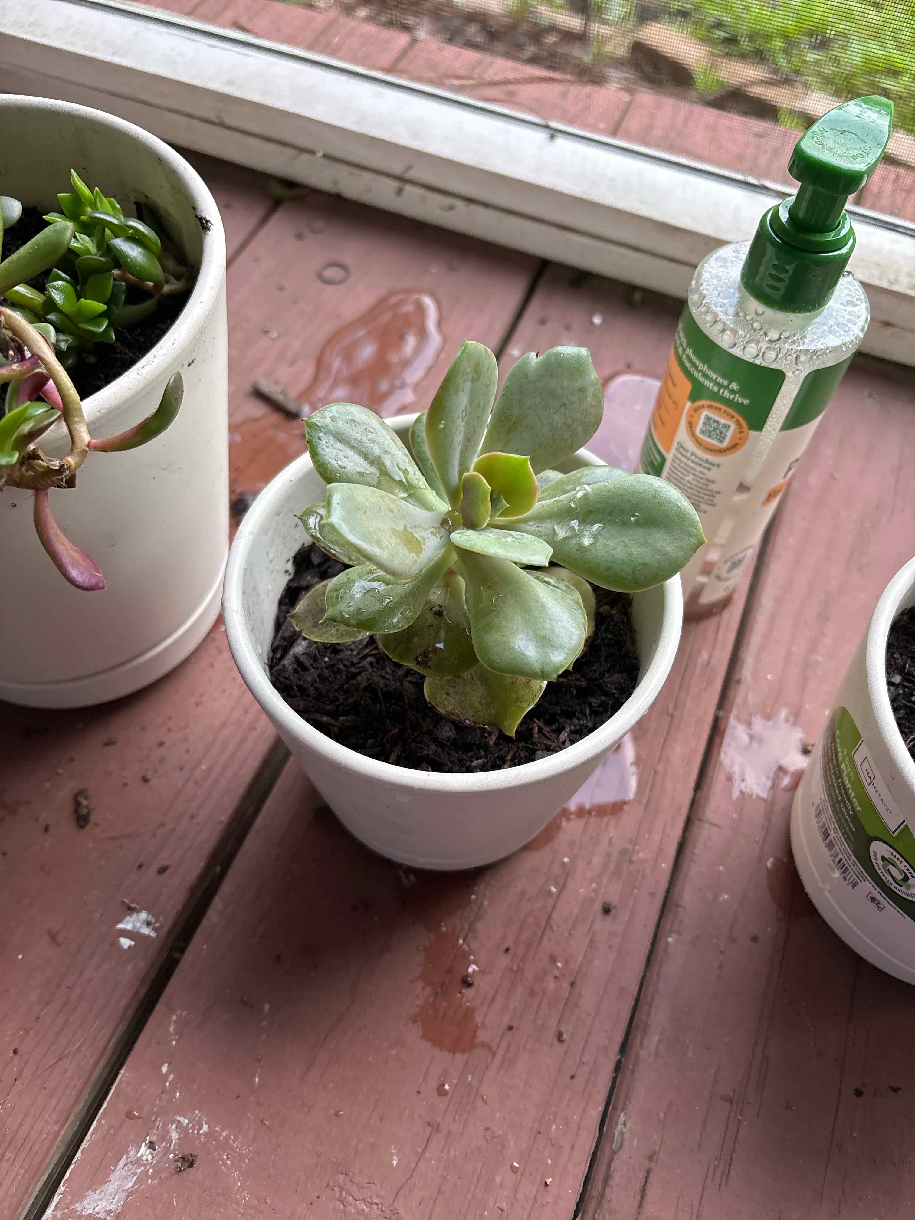 Photo of the plant species Echeveria 'Xanthe Rose' by @YardCamellia7 named Lila on Greg, the plant care app