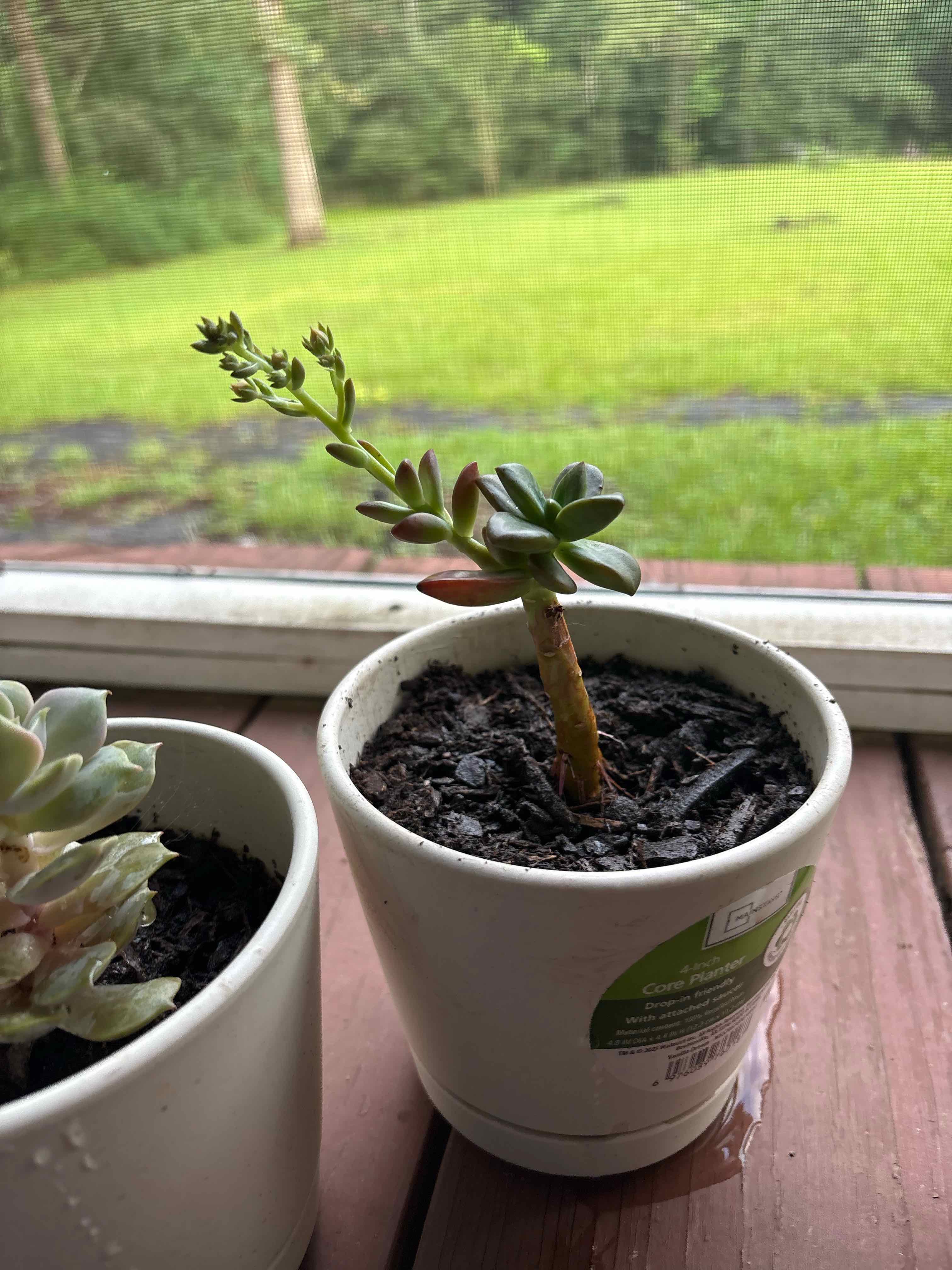 Photo of the plant species Echeveria 'Red Licorice' by @YardCamellia7 named Licorice on Greg, the plant care app