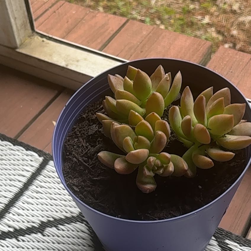 Photo of the plant species Graptosedum 'Copper Glow' by @YardCamellia7 named Jeri on Greg, the plant care app