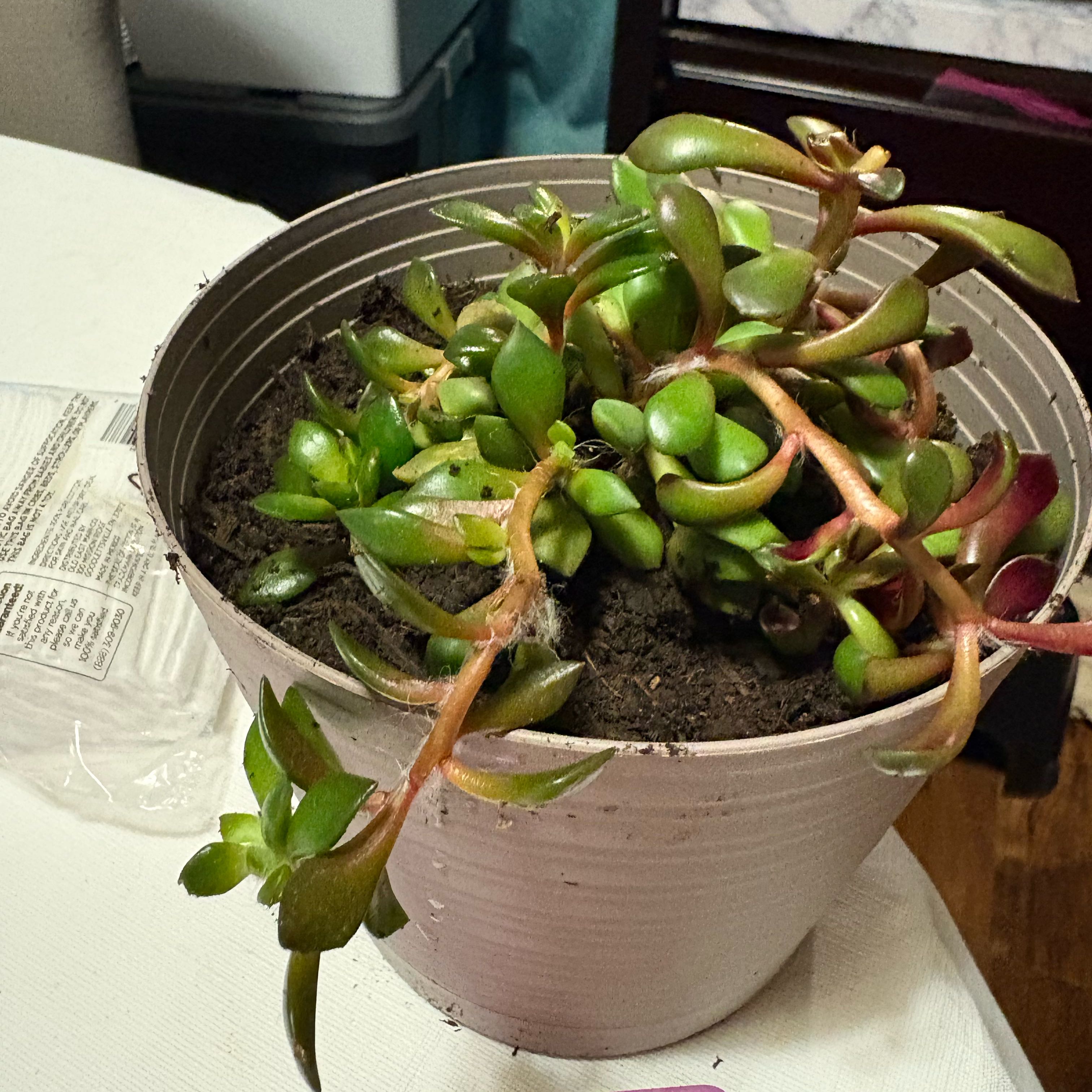 Photo of the plant species Sunrise by @YardCamellia7 named Anne on Greg, the plant care app