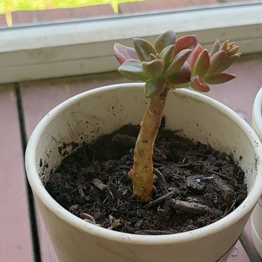 Photo of the plant species Echeveria 'Red Licorice' by @YardCamellia7 named Licorice on Greg, the plant care app