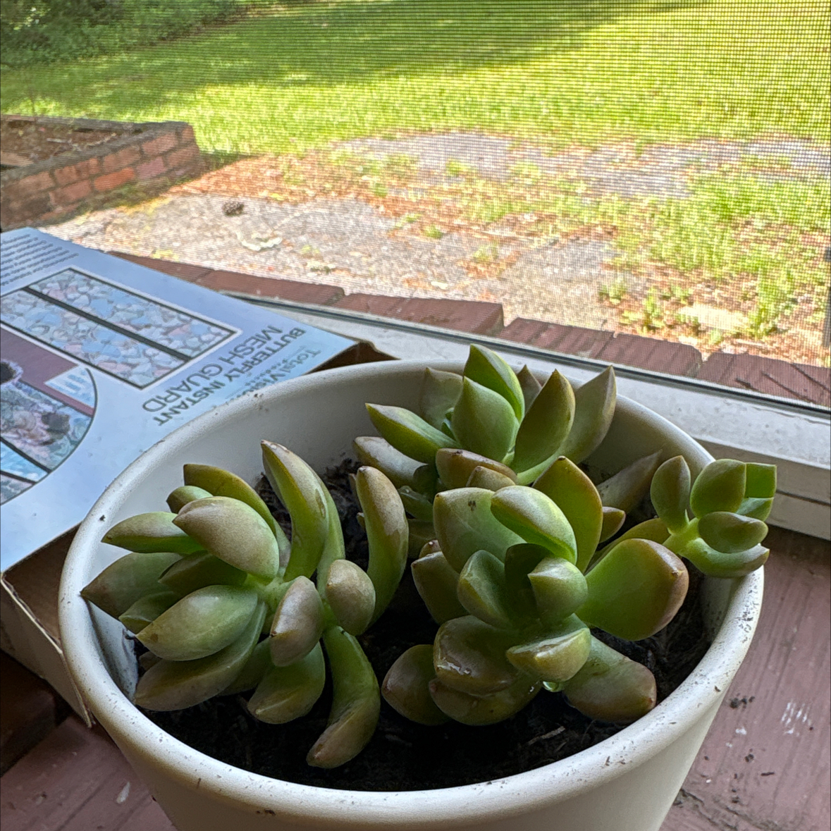 Photo of the plant species Graptosedum 'Copper Glow' by @YardCamellia7 named Jeri on Greg, the plant care app