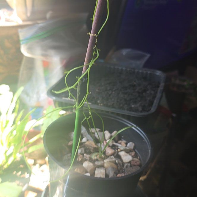 Photo of the plant species Climbing Onion by Nissasusan named Luna on Greg, the plant care app
