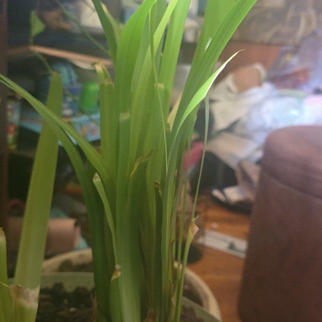 Photo of the plant species Walking Iris by Nissasusan named Michelle Branch on Greg, the plant care app