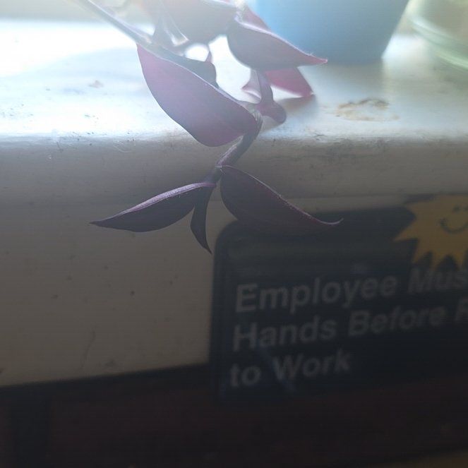 Photo of the plant species Wandering Dude 'Burgundy' by Nissasusan named Darwin on Greg, the plant care app