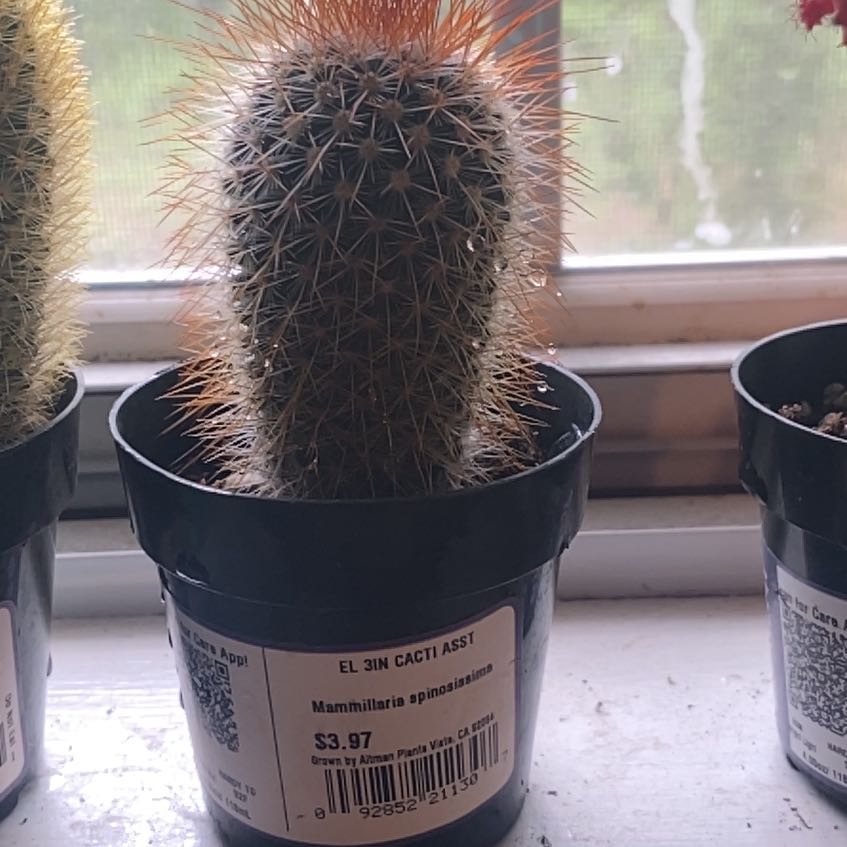 Photo of the plant species Mammillaria spinosissma f. rubrispina by @FancyRedrose75 named Homer on Greg, the plant care app