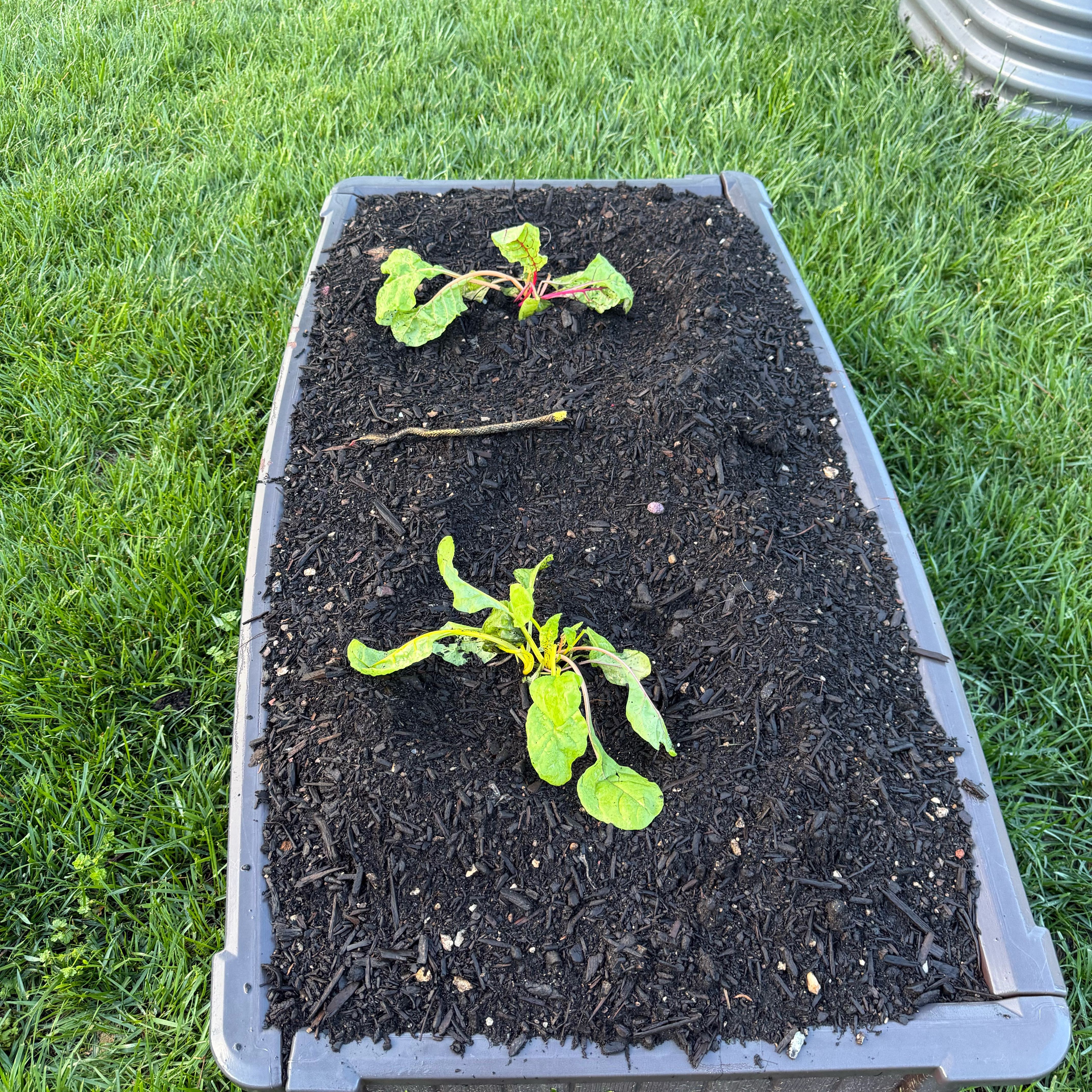 Photo of the plant species Swiss Chard by @ProMango54 named Madonna on Greg, the plant care app