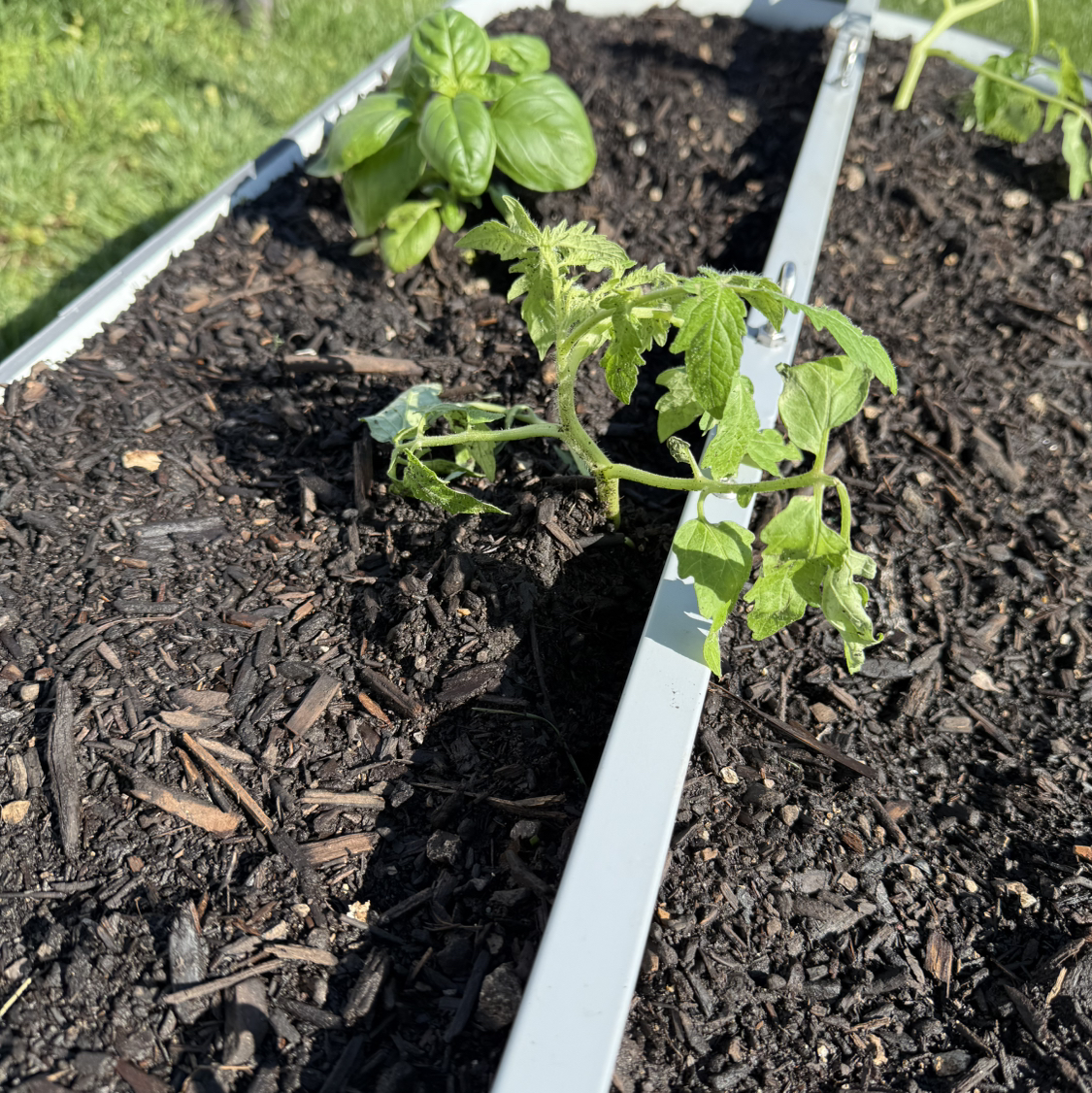 Photo of the plant species Tomato 'Black Krim' by @ProMango54 named Gaga on Greg, the plant care app