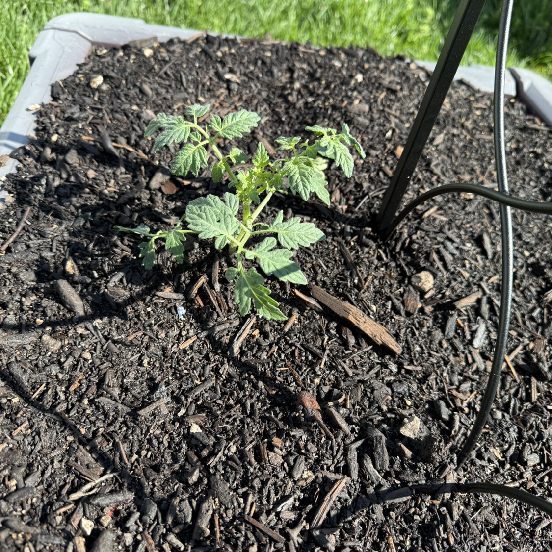 Photo of the plant species Tomato 'Black Cherry' by @ProMango54 named Ronaldo on Greg, the plant care app