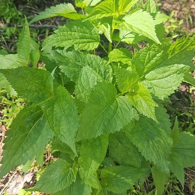 Photo of the plant species Richweed by @NurseSedum32 named McKinley on Greg, the plant care app