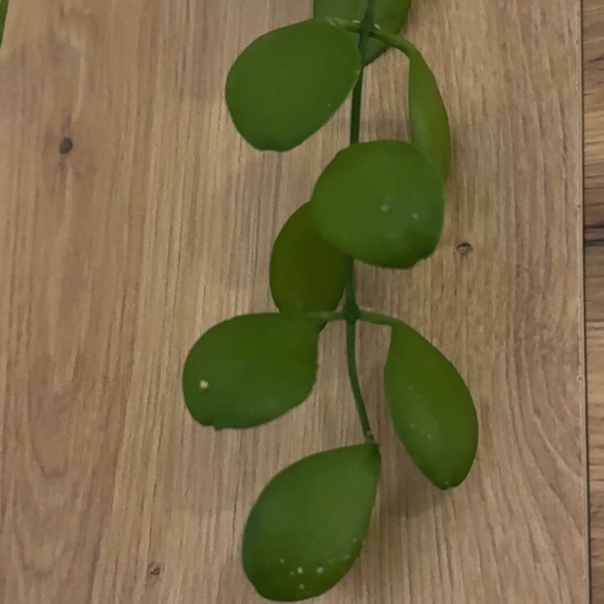 Photo of the plant species String of Nickels by @DirectMoss3 named Urnenpflanze on Greg, the plant care app