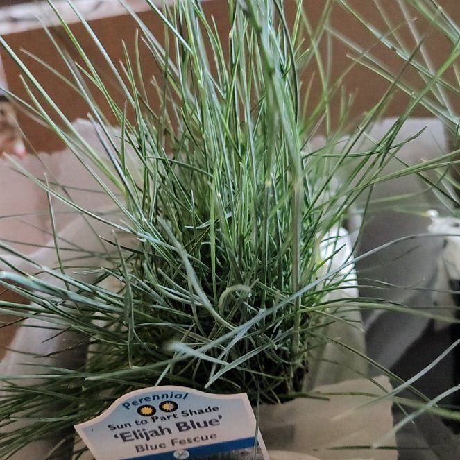 Photo of the plant species Blue Fescue by @BentonFeijoa68 named Lebron on Greg, the plant care app