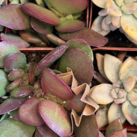Photo of the plant species Small Red Carpet by @FunFoxgrape78 named Cleopatra on Greg, the plant care app