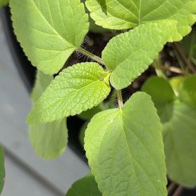 Photo of the plant species Blood Sage by @FunFoxgrape78 named Sir Plancelot on Greg, the plant care app