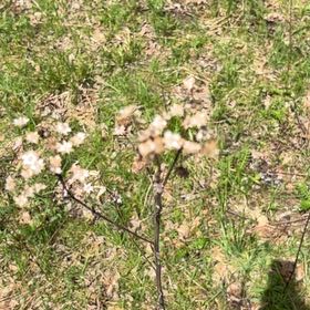 Photo of the plant species Spreading Hedgeparsley by @FunFoxgrape78 named Tolkien on Greg, the plant care app
