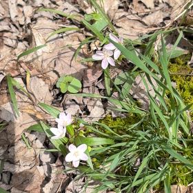 Photo of the plant species Virginia Springbeauty by @FunFoxgrape78 named Gobi on Greg, the plant care app