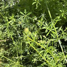 Photo of the plant species Goose Grass by @FunFoxgrape78 named Surya on Greg, the plant care app