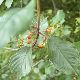 Photo of the plant species European Alder by @FunFoxgrape78 named Remington on Greg, the plant care app