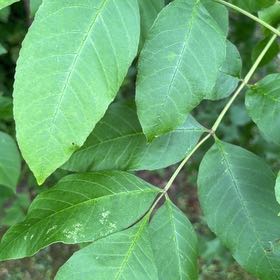 Photo of the plant species Green Ash by @FunFoxgrape78 named Bruce Lee on Greg, the plant care app