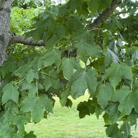 Photo of the plant species Sugar Maple by @FunFoxgrape78 named Naomi on Greg, the plant care app
