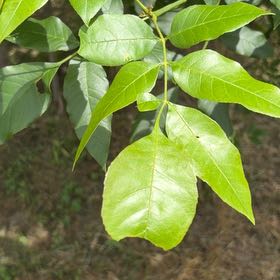 Photo of the plant species Green Ash by @FunFoxgrape78 named Fernie Saunders on Greg, the plant care app