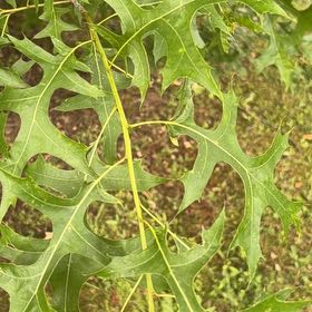 Photo of the plant species Pin Oak by @FunFoxgrape78 named Lebron on Greg, the plant care app