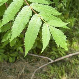 Photo of the plant species Staghorn Sumac by @FunFoxgrape78 named Scarlett on Greg, the plant care app