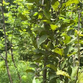 Photo of the plant species Apple by @FunFoxgrape78 named Harry on Greg, the plant care app