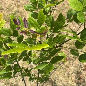 Photo of the plant species Oregon Ash by @FunFoxgrape78 named Bigleef Smalls on Greg, the plant care app