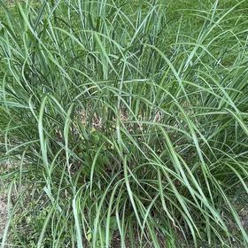Photo of the plant species Maiden Grass by @FunFoxgrape78 named Sol on Greg, the plant care app