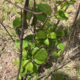 Photo of the plant species Arrowwood Viburnum by @FunFoxgrape78 named Robert Plant on Greg, the plant care app