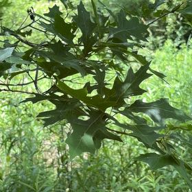 Photo of the plant species Black Oak by @FunFoxgrape78 named ChloroPhil on Greg, the plant care app