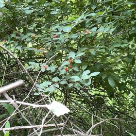 Photo of the plant species Morrow's Honeysuckle by @FunFoxgrape78 named Sigmund on Greg, the plant care app