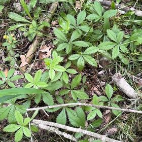 Photo of the plant species Sulphur Cinquefoil by @FunFoxgrape78 named Sahara on Greg, the plant care app
