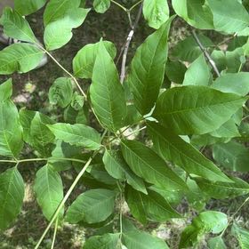 Photo of the plant species American Ash by @FunFoxgrape78 named Tree Diddy on Greg, the plant care app