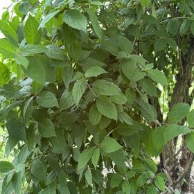 Photo of the plant species Panicle Hydrangea by @FunFoxgrape78 named Khaleesi on Greg, the plant care app