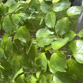 Photo of the plant species Mexican Flowering Dogwood by @FunFoxgrape78 named Harmony on Greg, the plant care app