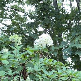 Photo of the plant species Panicle Hydrangea by @FunFoxgrape78 named Miley on Greg, the plant care app