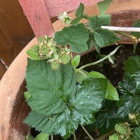 Photo of the plant species Armenian Blackberry by @Jlnation named Plato on Greg, the plant care app