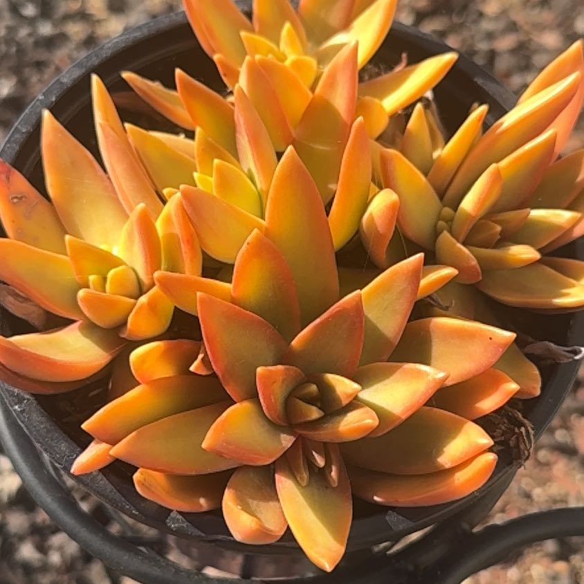 Photo of the plant species Sedum Adolphi Sunset by @PiousAlula41 named Terra on Greg, the plant care app