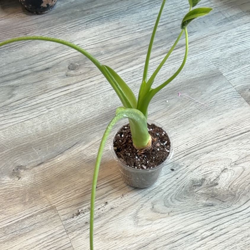 Photo of the plant species Tiny Dancer by @TotalAposeris16 named Orlando Bloom on Greg, the plant care app