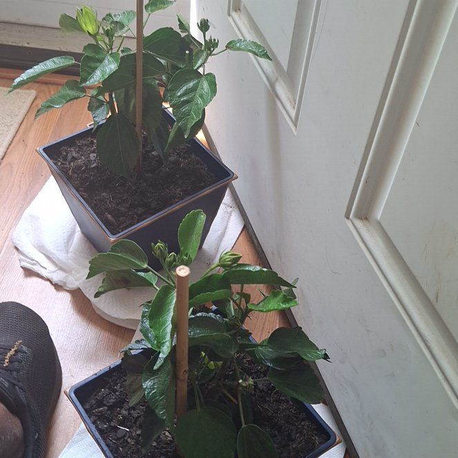Photo of the plant species President's Red Tropical Hibiscus by @WarmCactus50 named Aria on Greg, the plant care app