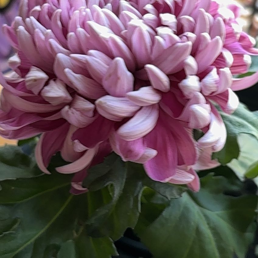 Photo of the plant species Callistephus Chinensis by @EssentialCobnut named Stella on Greg, the plant care app