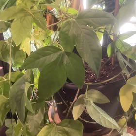 Photo of the plant species Wild Passionfruit by @LastingBarley60 named Zion on Greg, the plant care app