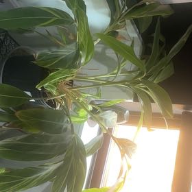 Photo of the plant species Variegated Shell Ginger by @LastingBarley60 named Foxxy on Greg, the plant care app